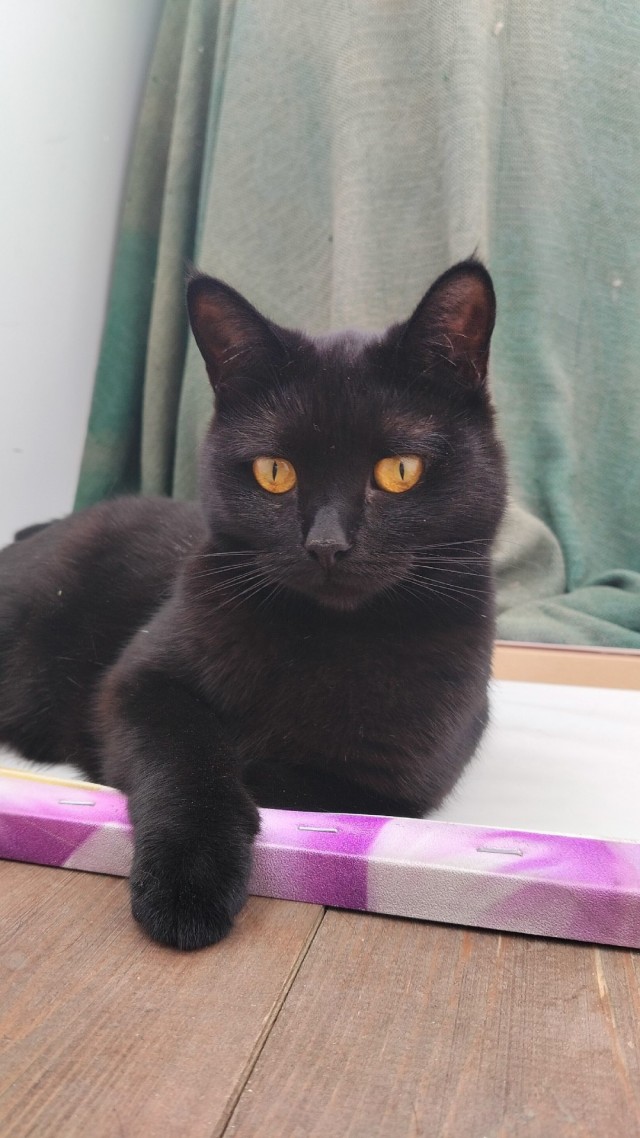 К-котовторник