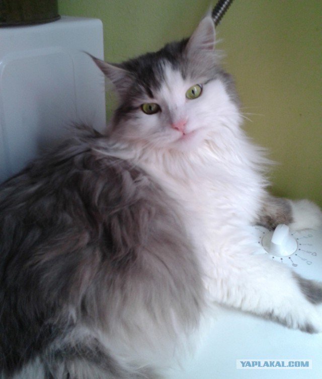 Котовторник 01.04.2014
