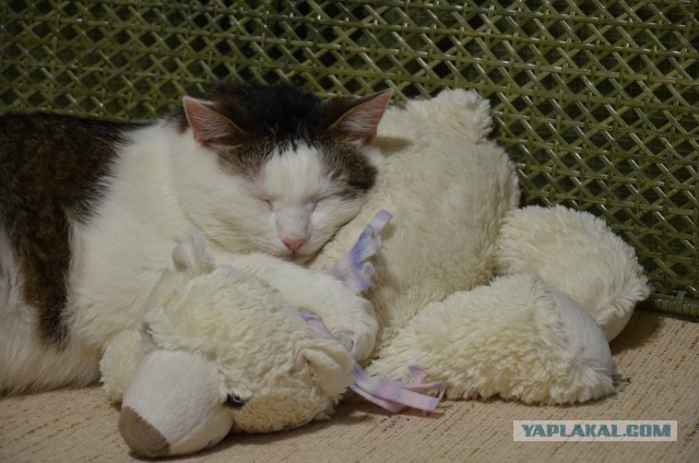 Котовторник  08.04.2014