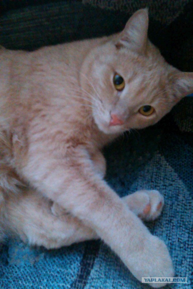 С Котовторником!