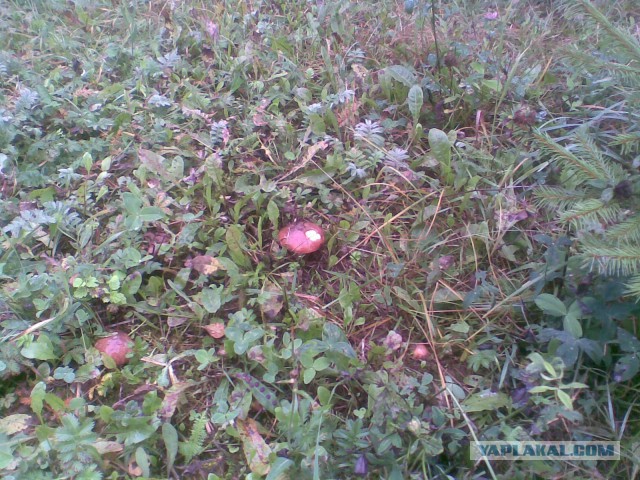 Мои грибочки...