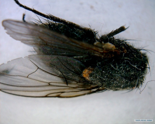 Простые вещи под микроскопом