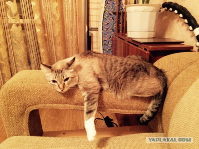Котовторник 30.12.2014