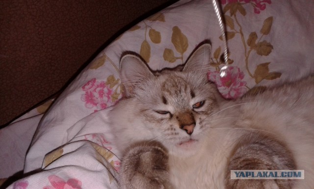 Котовторник 27.01.2015