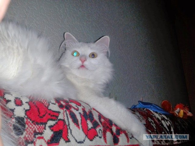 Котовторник