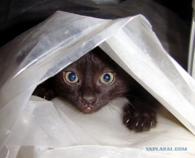 Усатые, полосатые, пятнистые и очень дорогие