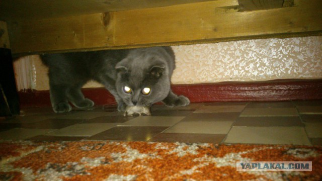 Японская мышеловка