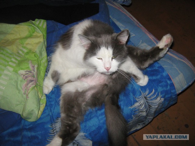 Мой кот, мои правила!