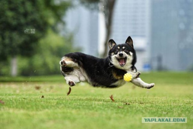 Веселые картинки ч.3