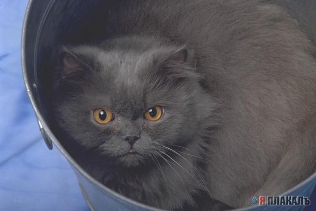 А вот и котовторник!