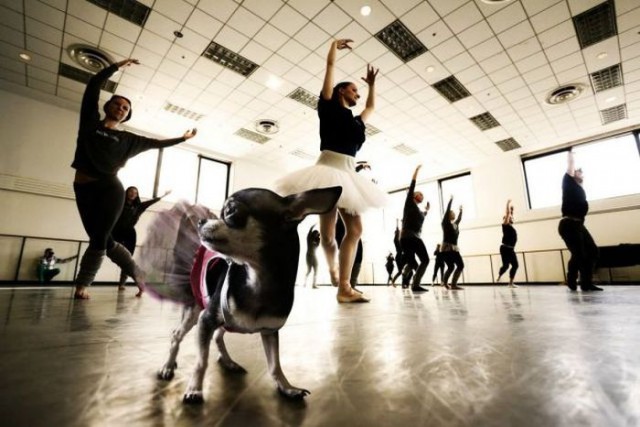 Абсурдный юмор