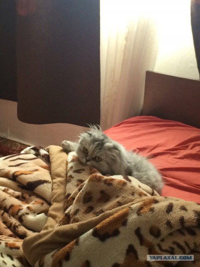 18 вещей, c которыми вы столкнетесь, когда заведете кошку