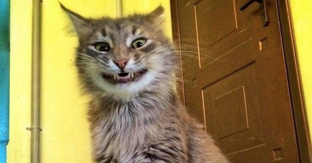 Коты из сети