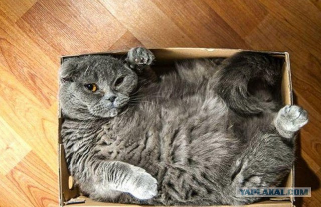 Коробочные коты или кошачий склад
