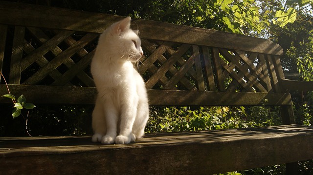 Коты и Кошки