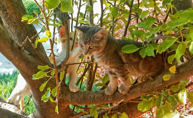 Коты и Кошки