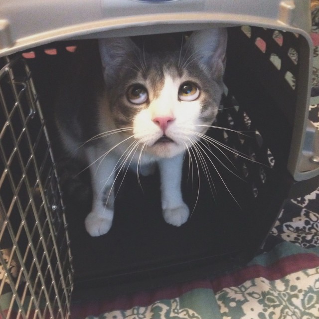 Коты и Кошки