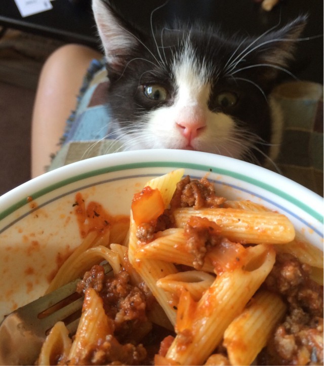 Коты и Кошки