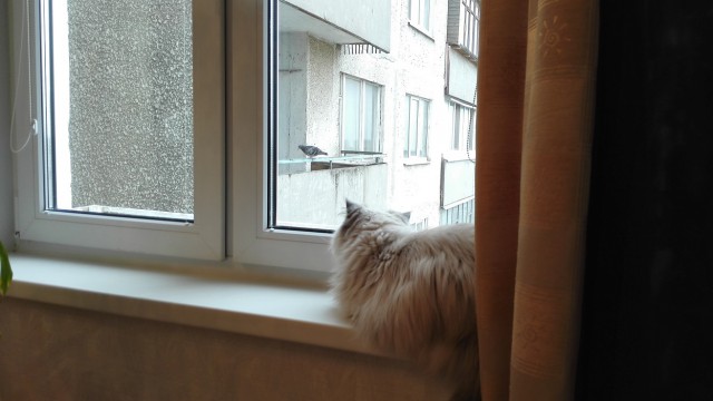 Котовторник 16.05.2017