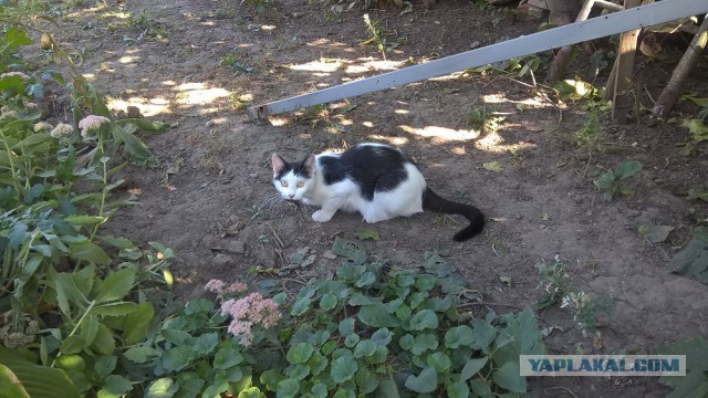 Конкурс "Последнее фото с телефона"