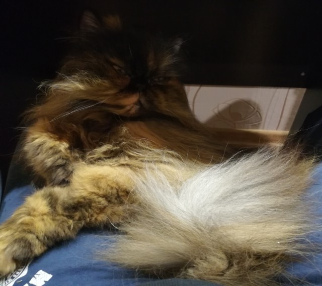 Котовторник  14.11.2017