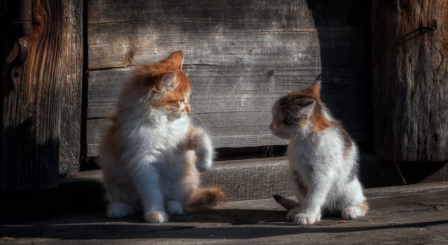 Коты и Кошки