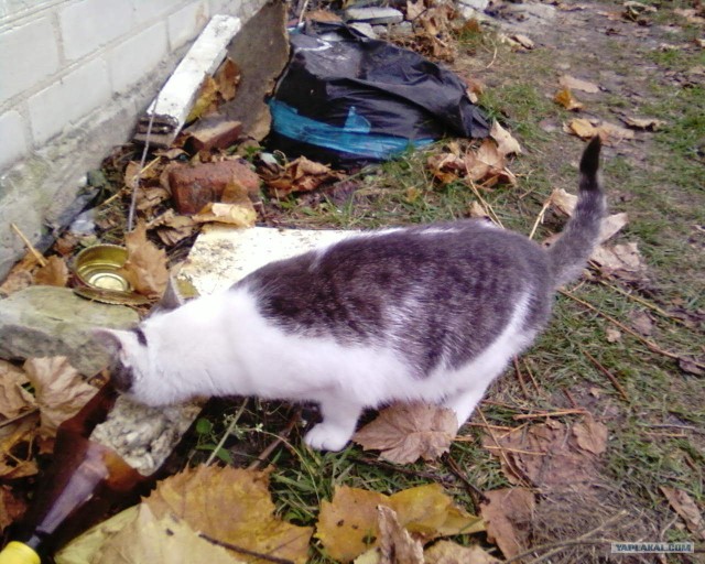 Добра история