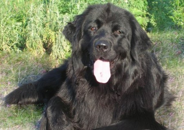 Ньюфаундленд - идеальная собака для семьи