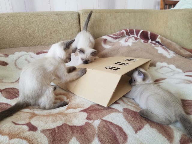 Котовторник 24.04.2018