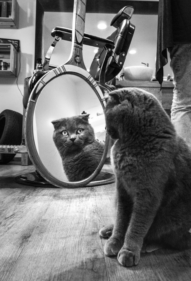 Прикольных котов пост
