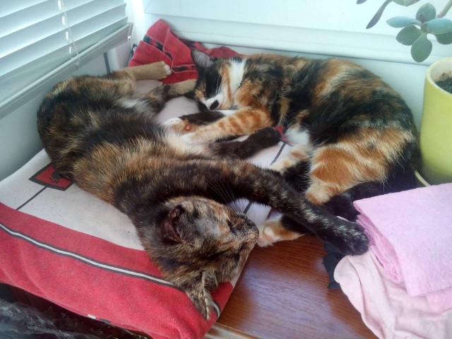 Котовторник 29.5.18