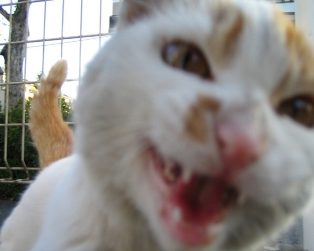 Котомет на вторник 08.04.08