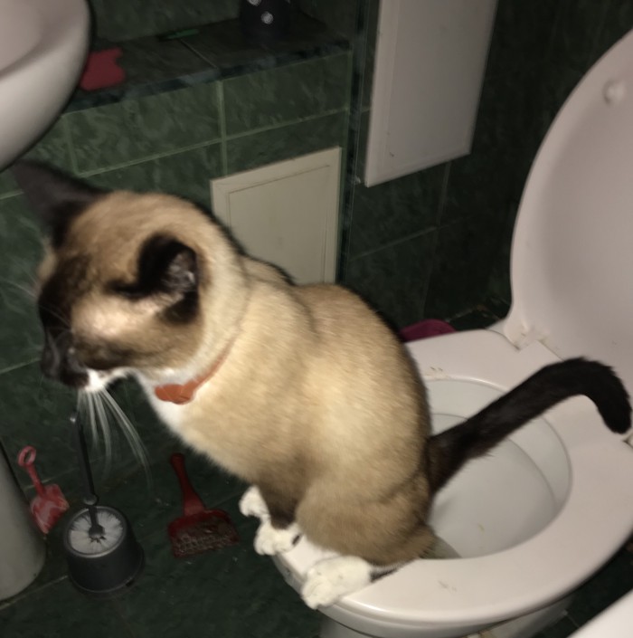 Ненавижу кошачье чудовище!