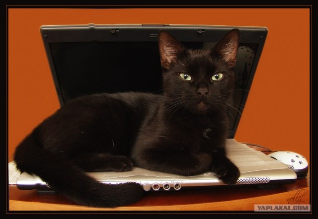 Уррааа! Котовторник на ЯПлакалъ!