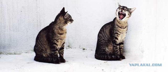 Котовторник на ЯПе