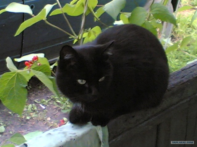 Котовторник 1.02.2011