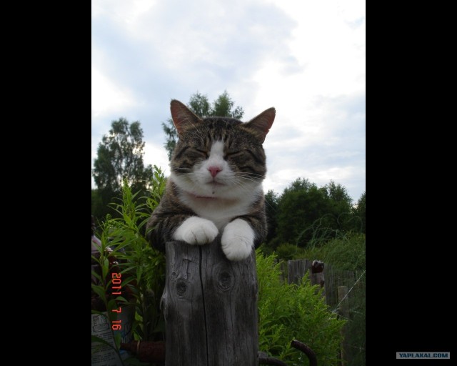 Сонный Котовторник