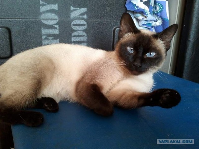 Котовторник 1.11.11
