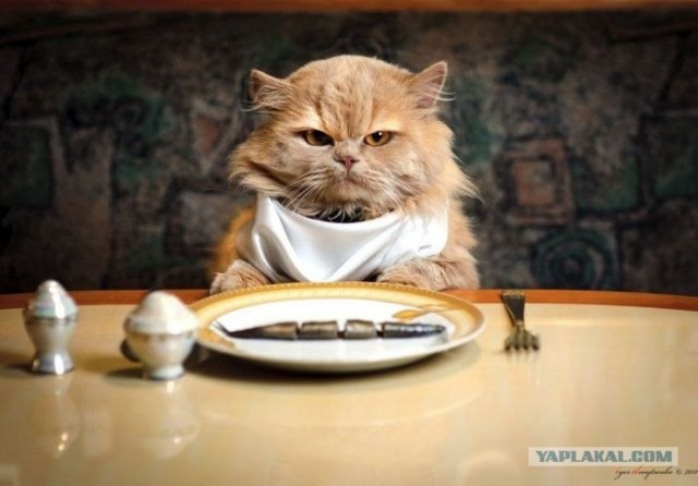 Котовторник 06.12.2011