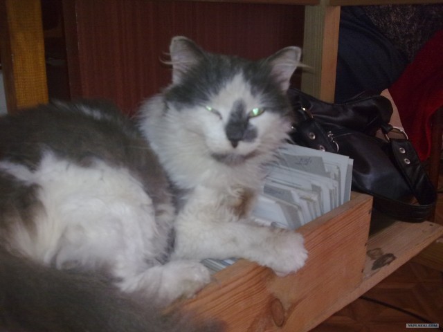 Котовторник 17 января