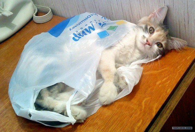 Котовторник (28.02.2012)