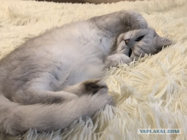 Коты и кошки, которые идеально смотрятся вместе