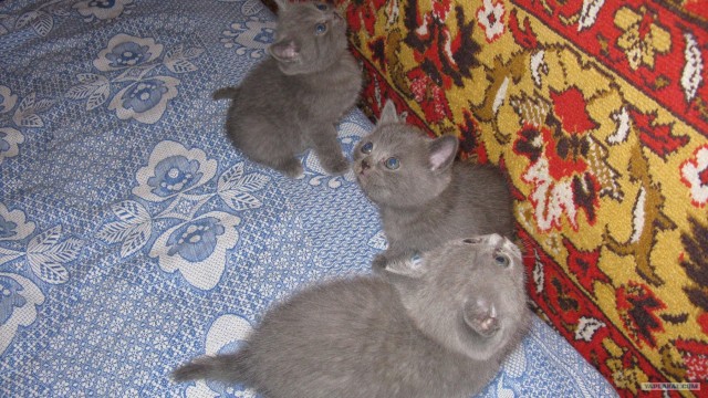 Котовторник 03 07 2012