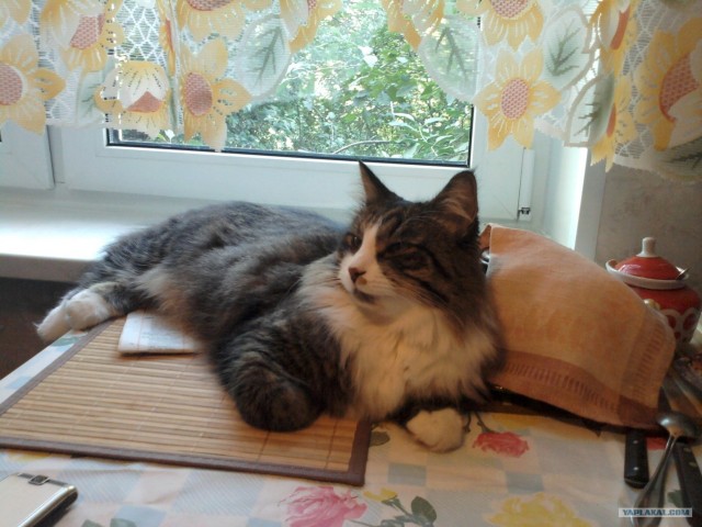Котовторник  4.09.12