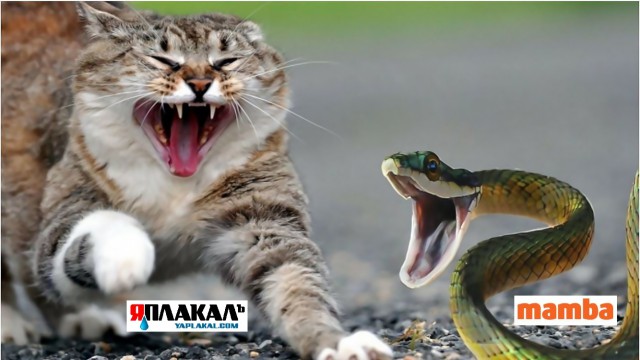 ЯП против Мамбы. Раунд второй.