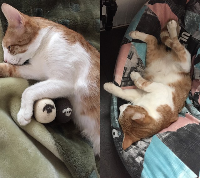 С Днём кошки!
