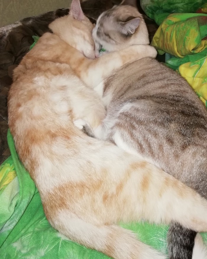 Котовторник однако
