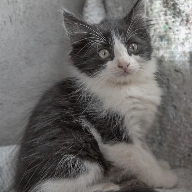 Забавные фото котеек