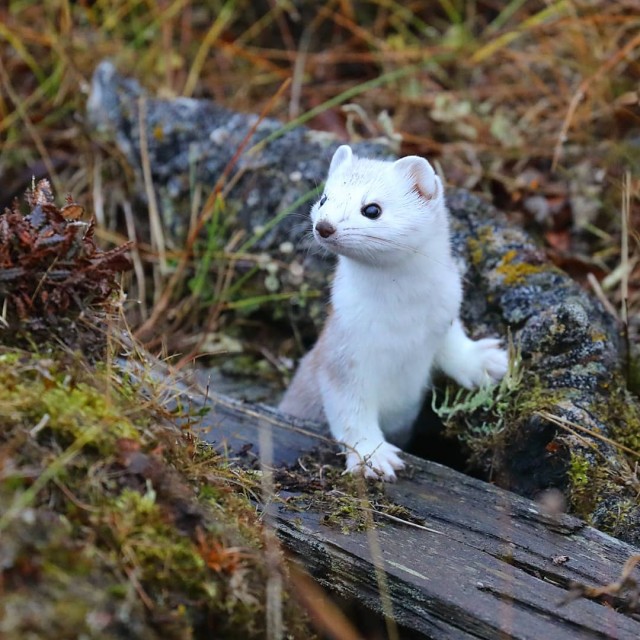 Tundra doll