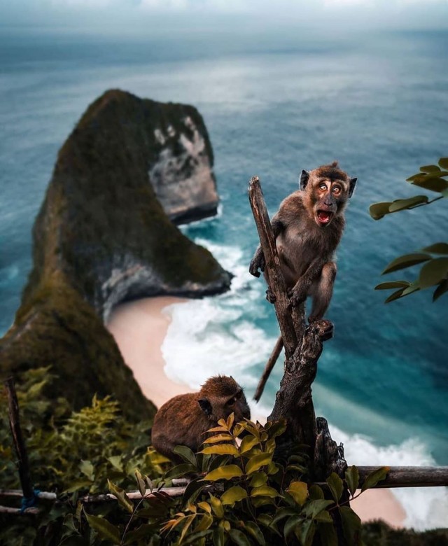 Живность из сети